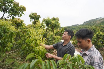 Vải thiều Bắc Ninh nguy cơ giảm một nửa sản lượng