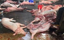 Sự thật kinh hoàng trong lò mổ cung cấp thịt cho chợ Hà Nội: Khoảng 3.600 con lợn dịch đã bị tuồn ra thị trường