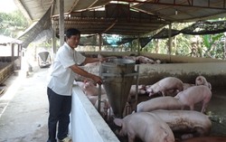Người nuôi heo lãi lớn