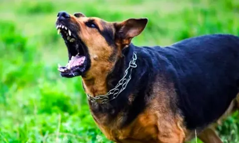 Bị chó hoang cắn, bé trai 3 tuổi tử vong do bệnh dại