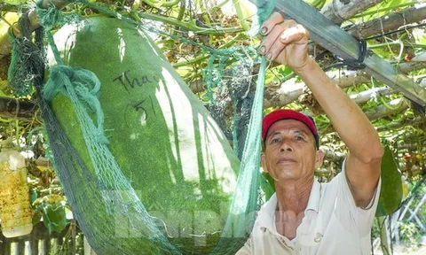 Độc lạ Bình Định: Làng trồng bí đao ‘khổng lồ’, có quả nặng hơn nửa tạ