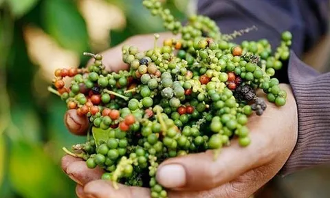 Lý do Việt Nam phải chi hàng chục triệu USD nhập khẩu hồ tiêu mỗi tháng
