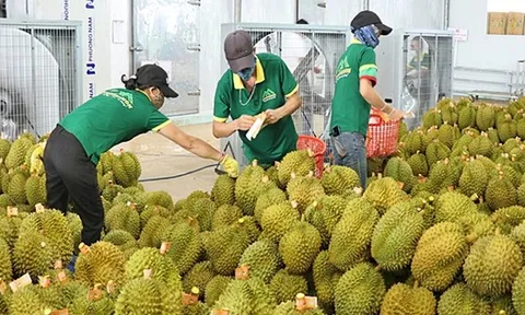 Xử lý thông tin "Sầu riêng vẫn loay hoay giải quyết chất vàng O"