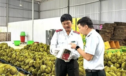 Sầu riêng nhiễm chất cấm: ‘Nếu đất không sạch, trái cũng khó lành’