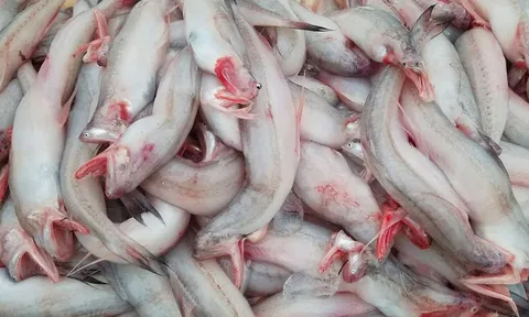 Loại cá rẻ như khoai, từng đem cho lợn ăn nay thành đặc sản, giá trên 200.000 đồng/kg