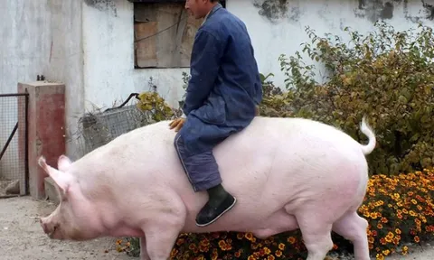 Chuyện lạ ở Trung Quốc: Nông dân nuôi lợn khổng lồ nặng 500kg, bằng một con gấu bắc cực để hy vọng lợi nhuận tăng