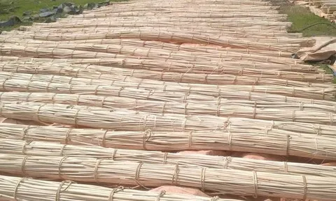 'Cây vàng cây bạc' mọc khắp Việt Nam được Mỹ đổ hàng nghìn tỷ thu mua: Trung Quốc tìm cách 'hồi sinh', nước ta nằm top thế giới