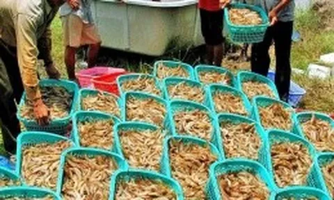 Tỉnh Cà Mau mới sẽ tạo thêm sức cạnh tranh cho thủ phủ tôm vùng ĐBSCL