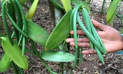 Loại quả đắt đỏ bậc nhất thế giới, từng có giá 15 triệu đồng/kg, ở Việt Nam có người trồng thành công