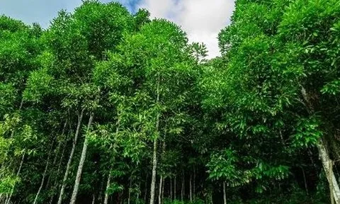 ‘Trợ lực’ từ Indonesia đổ bộ giúp Việt Nam thống lĩnh một mặt hàng của thế giới: Là loại cây từ gốc đến ngọn đều ra tiền, thu về hàng trăm triệu USD mỗi năm
