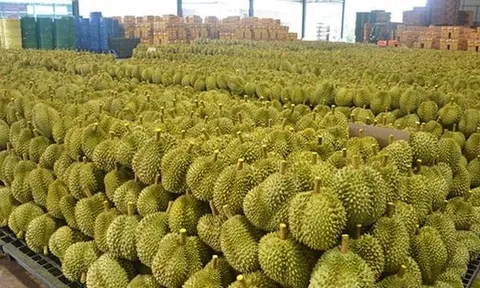 Láng giềng Việt Nam đón tin vui: 112 trang trại sầu riêng chính thức được cấp phép xuất khẩu sang thị trường Trung Quốc