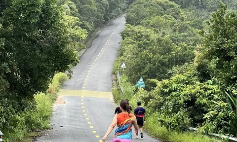 Gần 10 tỷ đồng làm điện chiếu sáng tuyến đường lên đỉnh Sơn Trà