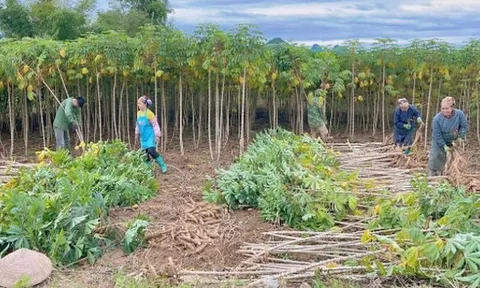 Một 'mỏ vàng dưới lòng đất' của Việt Nam khiến Trung Quốc có bao nhiêu mua bấy nhiêu: Thu về gần 700 triệu kể từ đầu năm, nước ta cạnh tranh với Thái Lan ngôi vương của thế giới