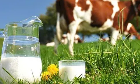 Trung Quốc không cho phép dùng sữa hoàn nguyên làm sữa tiệt trùng, ngành sữa Việt Nam cần chú ý