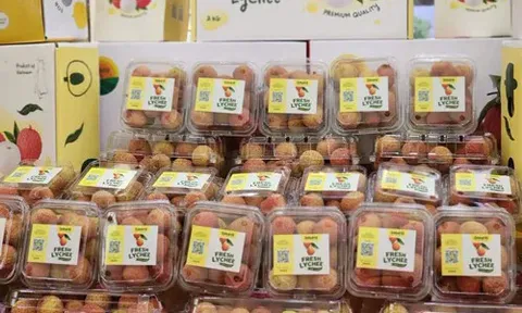 Vụ vải thiều Lục Ngạn 2025 bội thu