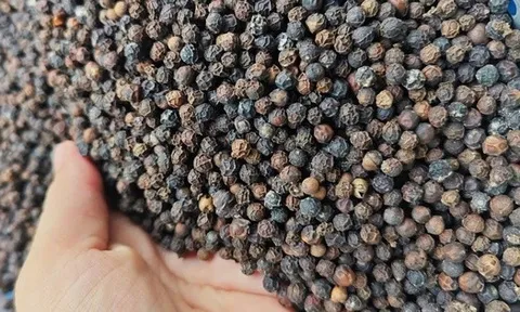 Giá tiêu lẹt đẹt, vì sao?