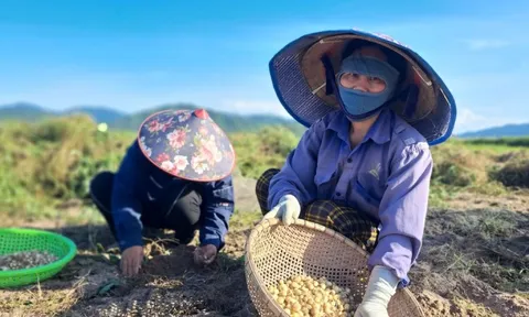 Hành tăm 'được mùa - mất giá', đầu ra ế ẩm khiến người dân như ngồi trên lửa