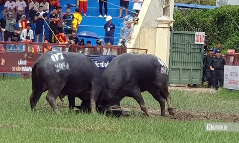 Lễ hội chọi trâu Đồ Sơn được tổ chức ra sao sau sáp nhập?