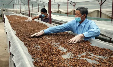 Vừa phá kỷ lục, một mặt hàng tỷ USD của VN chinh phục hơn 80 nước đang “gặp khó”: Thủ tướng chỉ đạo gì?