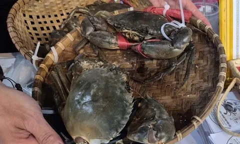 Xuất khẩu cua ghẹ đạt kỷ lục 10 năm, thu về hàng ngàn tỉ đồng