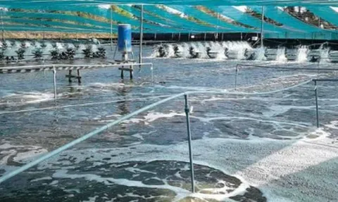 'Mỏ vàng’ dưới nước đưa Việt Nam thành ông lớn thứ 2 thế giới: Mỹ, Nhật Bản, Trung Quốc đều săn đón, nước ta sở hữu công nghệ chế biến hiện đại đứng top toàn cầu