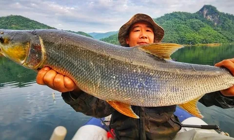 "Cọp nước" sông Đà: Hung dữ không loài cá nước ngọt nào sánh nổi; càng nặng càng đắt giá